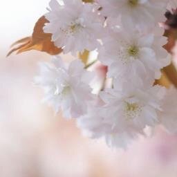草花や鳥、猫が好きです。 能の仕舞・謡を習っています。言葉から見えない世界をみることがあります。 「コスモス」短歌会・結社内同人の「COCOON」「灯船」所属。 花や風景・猫の写真も撮っています。穏やかに過ごすのが好きです。