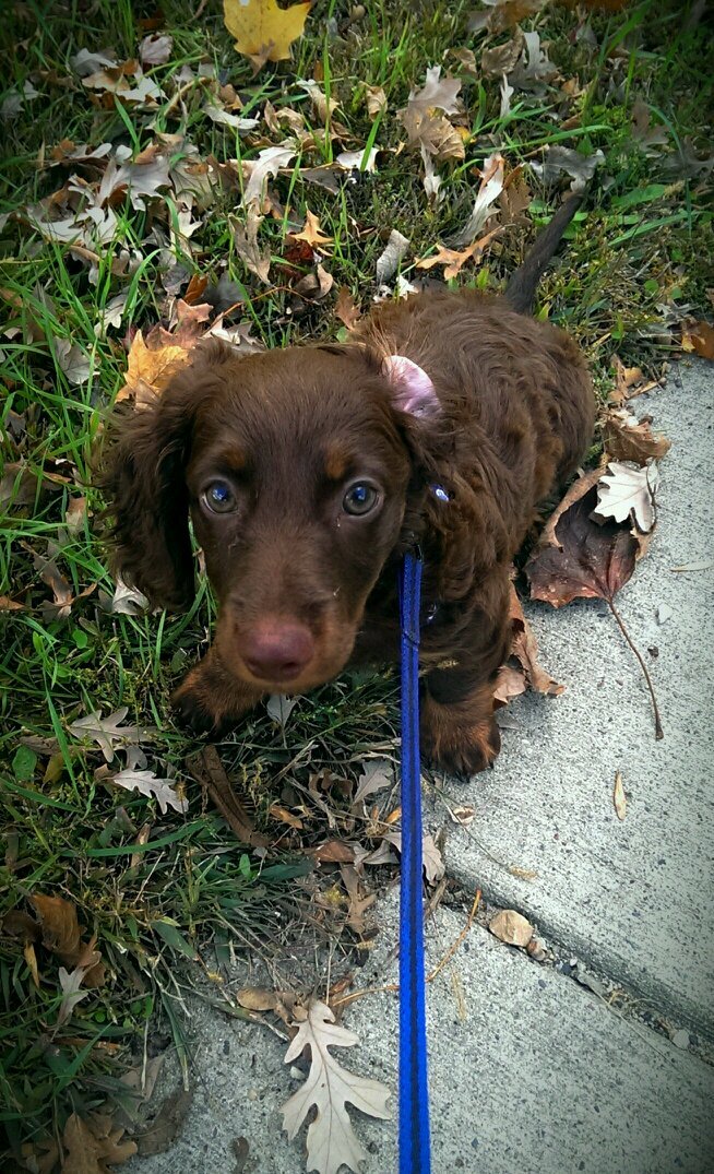 I am just a cocktail weenie right now. I will grow into a mini doxie eventually.