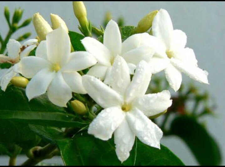 ‏‏‏‏إن شفتني بنت ولي طبع الرجال ★☆●○•° ماارضى بلمذلة لو على قطع الارقاب★☆●○•°