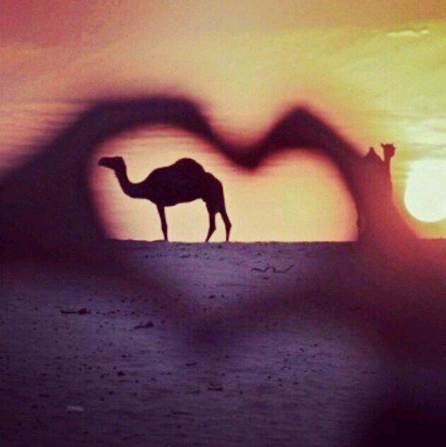 ‏من راح من كيفه ¤وكيفه يوديه ¤خله على كيفه¤ةكيفه يرده¤