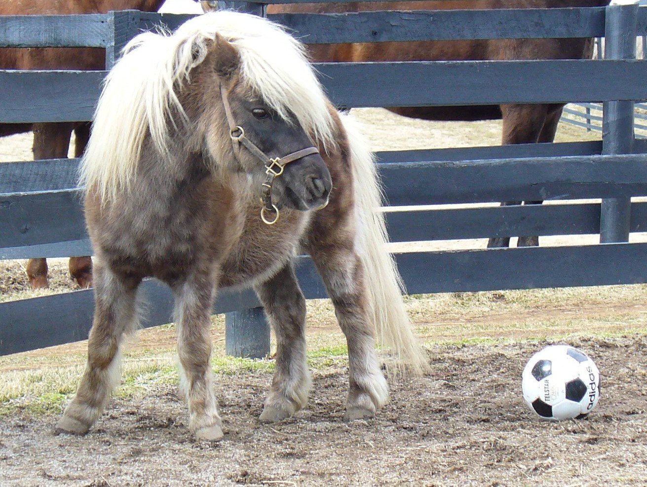 Little Silver Charm