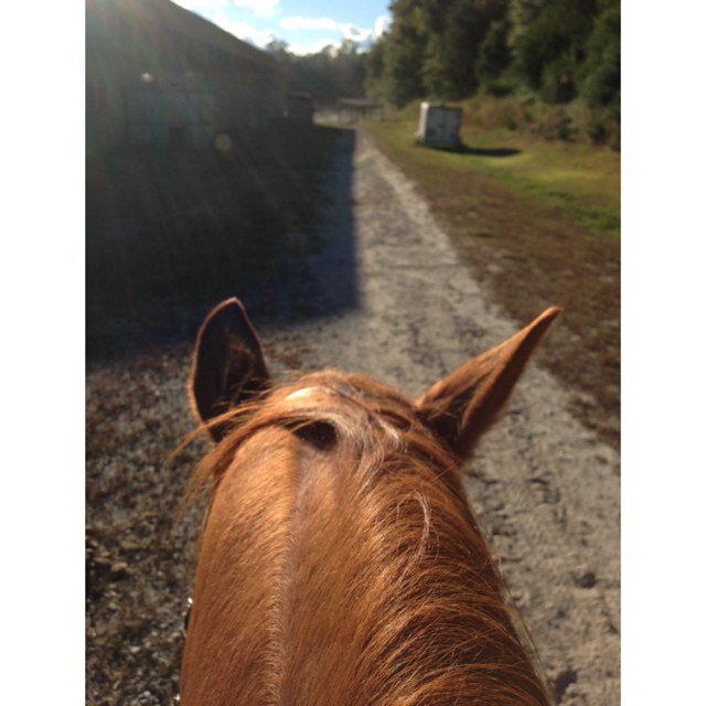 Zone 4 Complete noob to the equestrian world. Header is @_Cat_Gonzalez
