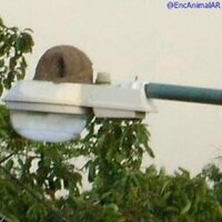 EnciclopediAAnimalAr (@encanimalar) 's Twitter Profile