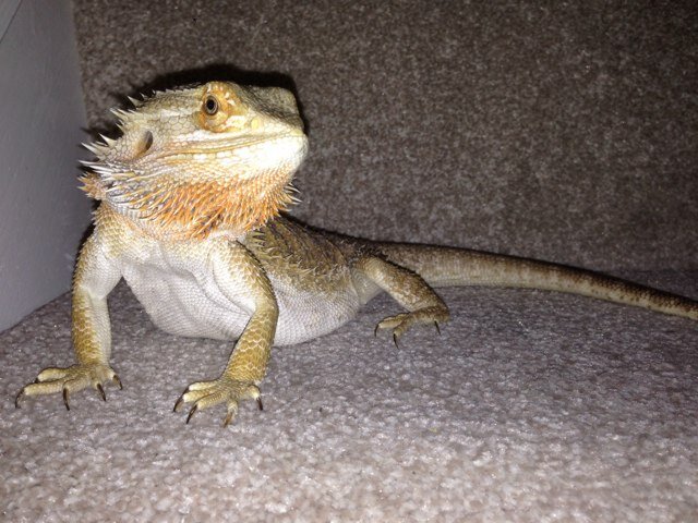 Hey I'm Mojito I'm 3 years old & I'm a Bearded Dragon. I eat greens & Yummy Locus - Follow Me Fellow Dragons x