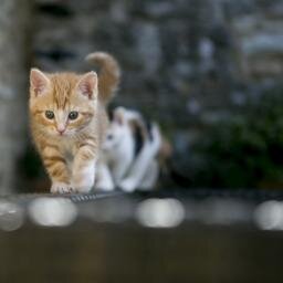 sersan111's profile picture. 