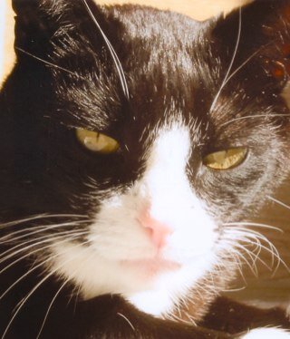 Ich heiße Frank und bin seit dem Jahr 2000 Apple Fan. Ich liebe meine Arbeit bei Airbus und Trance Musik.Auf dem Foto ist Max mein 2009 verstorbener 🐈‍⬛ ❤