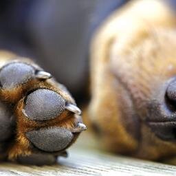 Devoted to making the lives of #dogs better by educating their human companions: #Dog Behaviour & Training  for more than 25 years.
