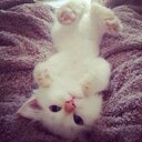 N. (@234_n) Twitter
