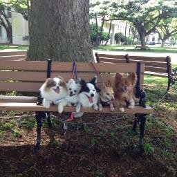 Poidogs4's profile picture. I am either your best friend or worse enemy, the choice is yours & LOVE ME, LOVE MY PAWS MORE!