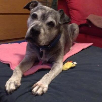 SolomonakaDood's profile picture. Solomon the Pitbull.