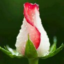 jahangir parvez (@0569674513) Twitter