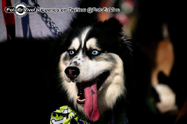 Club de corredores caninos, vivimos con Dog Runner