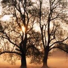 We are all GrowingThru to be Rooted deeply in Our Purpose