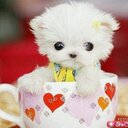 Javiera Constanza Es (@097537842) Twitter