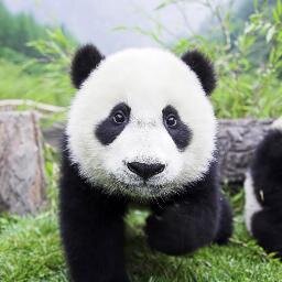 bigkenbear's profile picture. Long Live The Dragon