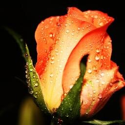 Hi All, I m a French, German, English translation expert
