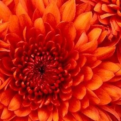 私はあなたがいらないと言おうか？