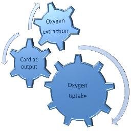 Cursus Interpretatie Cardiopulmonale Inspanningstesten #CPET| Workshops & Presentations | info@physiology-academy.nl | Never Stop Learning