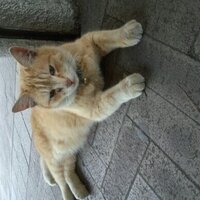 動物ラブ (@animal0312) Twitter profile photo