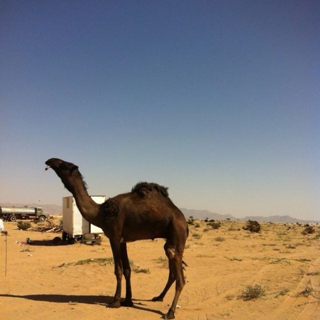 أنت الأخو لصار بالوقت ما صار وقفتـك تشـهد لك وموقفك رايـد أشكرك واشكرمن ورث طيب الأخيار أبو الجمايــل سيــد الطيــب قايد