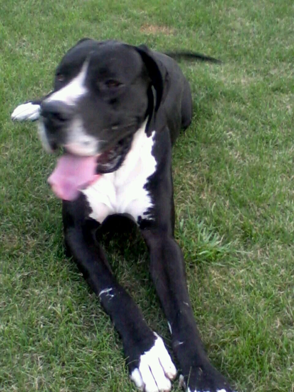 FrankyVerdurmen's profile picture. Jeugdwerkenthousiasteling - dadbod - beardgrower