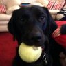 barlowgirlA1's profile picture. Animal Lover, Vegan,  Owner of Withdrawn guide dog, He fancied early retirement ;) Supporter of many animal charities,  avid bird lover and feeder