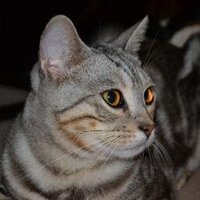 DEXTER (@dexterwindsor) 's Twitter Profile