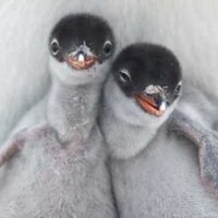Penguin Post Office (@penguinpostoff) 's Twitter Profile