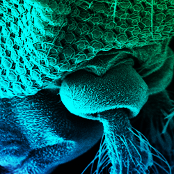Challenges in Malaria Research: Core science and innovation. A conference from BioMed Central held in Oxford, UK from 22 – 24 September 2014. #CIMR14