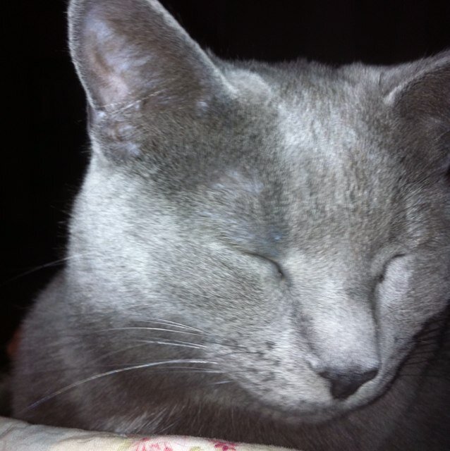 Feminist, Politically active, Avid gardener, Voracious reader, Lover of cats