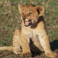 Lioncub 💙(@Janet_Wilson19) 's Twitter Profileg