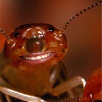 A-Academy Termite (@academypest) 's Twitter Profile