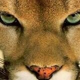 AGWSRNATION Profile Picture