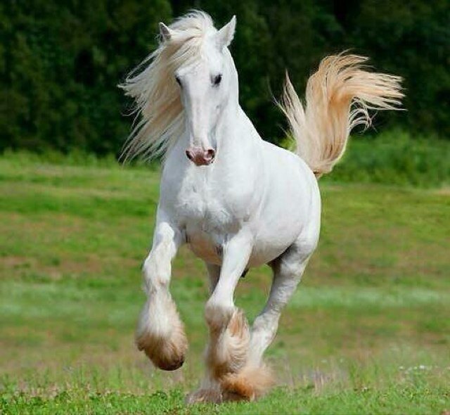 sinds O2-O6-2O13 - we love horses - op naar de 3OO followers. - leuke plaatjes, winacties, teksten enz ..