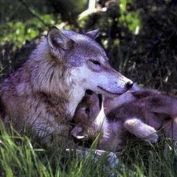 I´m a Animal and Nature Lover!  All Animals Have The Right To Life, We Must Respect The Rights Of Animals!!!