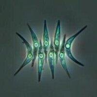 Industrial Phycology (@indphycology) 's Twitter Profile