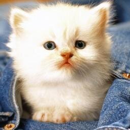 darendeelmas's profile picture. Hayvan sever,Öğrenci,   İstanbul