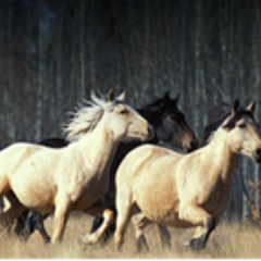 BC's Wild Horses need protecting! They live in the Nemaiah Valley. Please follow for more info to save them!