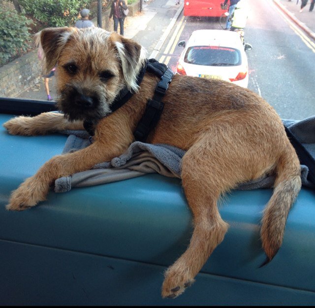 Woof! I'm a playful pup living with 2 ginger cats. I love tug of war, digging, hide & seek. Born in Wales, my BT family are Capuchin Dogs. Proud Member #BTposse
