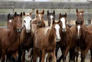 UnwantedHorses's profile picture. This Twitter is for educating and discussing the issue of Unwanted Horses. It will provide solutions we have come up with as well as hear solutions from you!