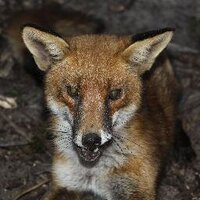 Paul Meek (@redfoxmeek) 's Twitter Profile