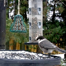 Backyard bird watcher and photographer. Host of Cornell's Ontario Webcam.