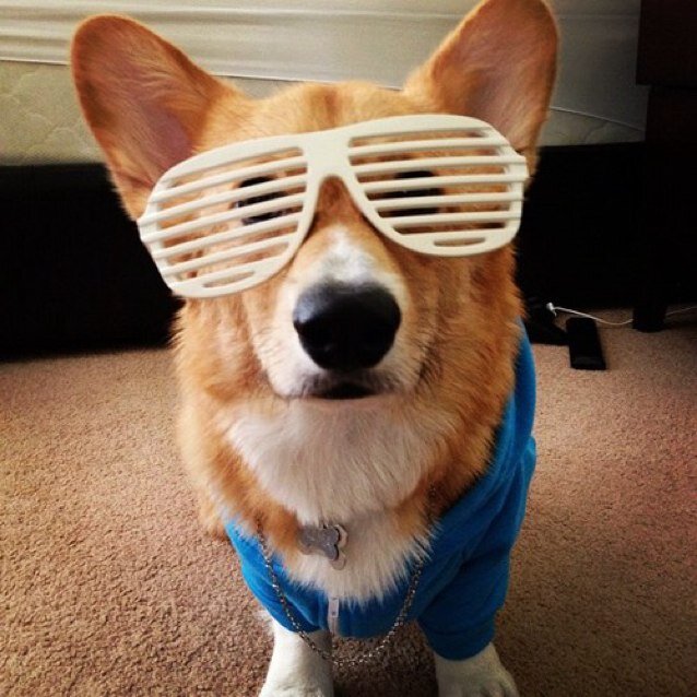 LilPupWilly's profile picture. Woof! Woof! {RP}