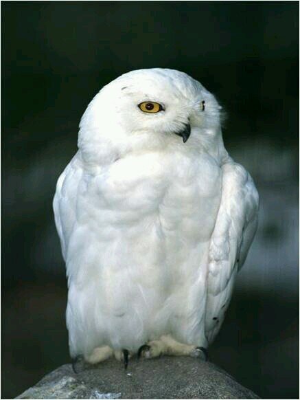 Observando el Pais