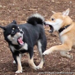 Formerly of @shibainuhawaii, 2 Evil little girls dedicated to Shiba World Domination!