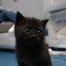 ShawnCats! (@lauriolashawn) Twitter profile photo