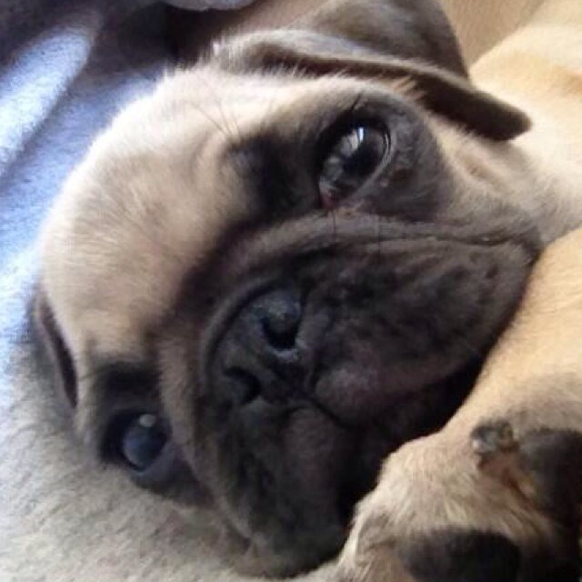 JerryKo15's profile picture. Y0 im a beazt at blackops2. @FaZeClan is my inpuration