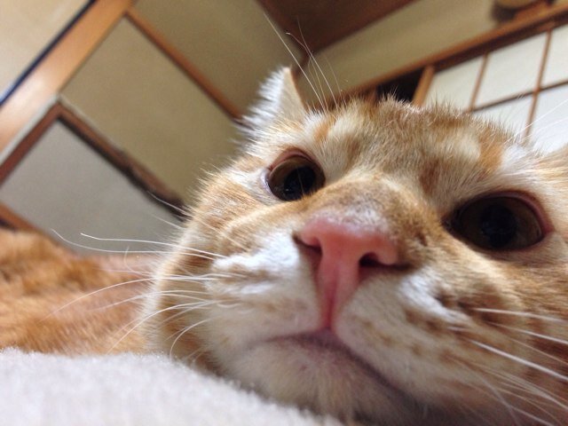 お笑いとアニメ、特撮が好きです。
レイヤーでただのオタクです。
表垢で呟けない愚痴ばかり呟いてます。