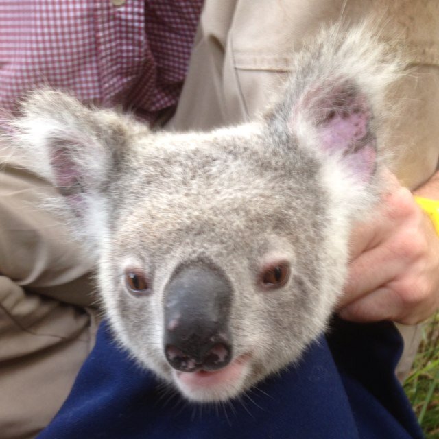 koala ecologist views are my own