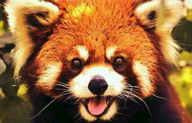 the_nose_army's profile picture. ~Just chill~